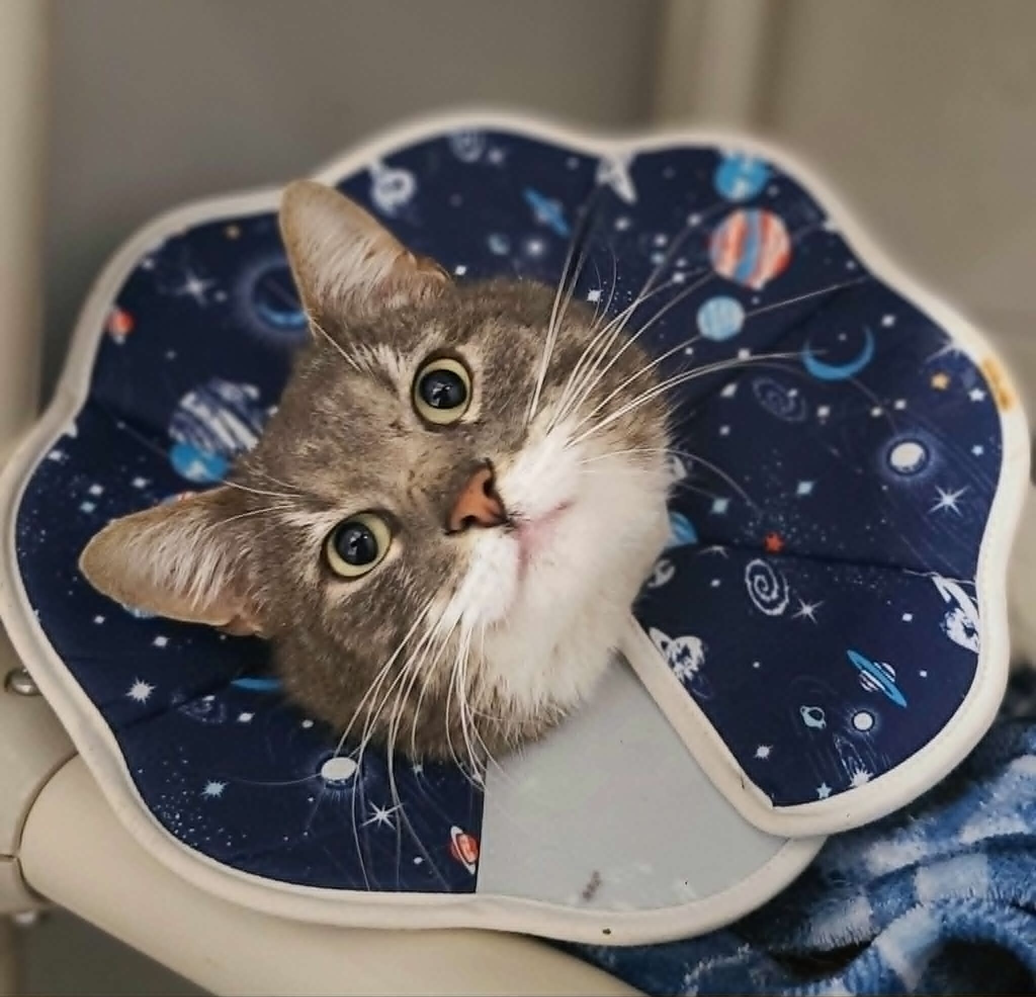 Picture of the Animal Listed